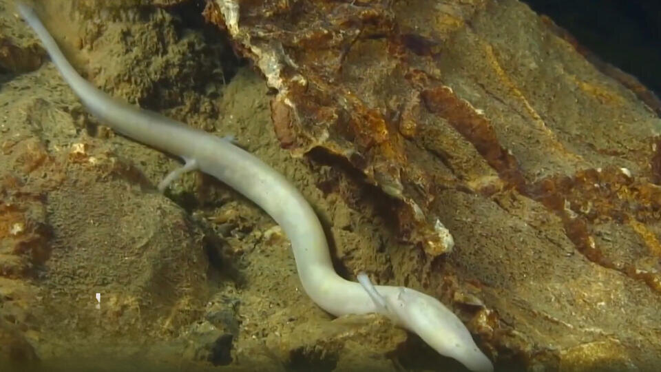 ФОТО: Кадр программы "Тайны Чапман", РЕН ТВ