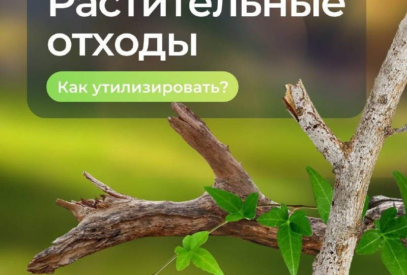 ✅ООО «МСК-НТ»: складирование веток и других растительных отходов на контейнерных площадках является нарушением закона