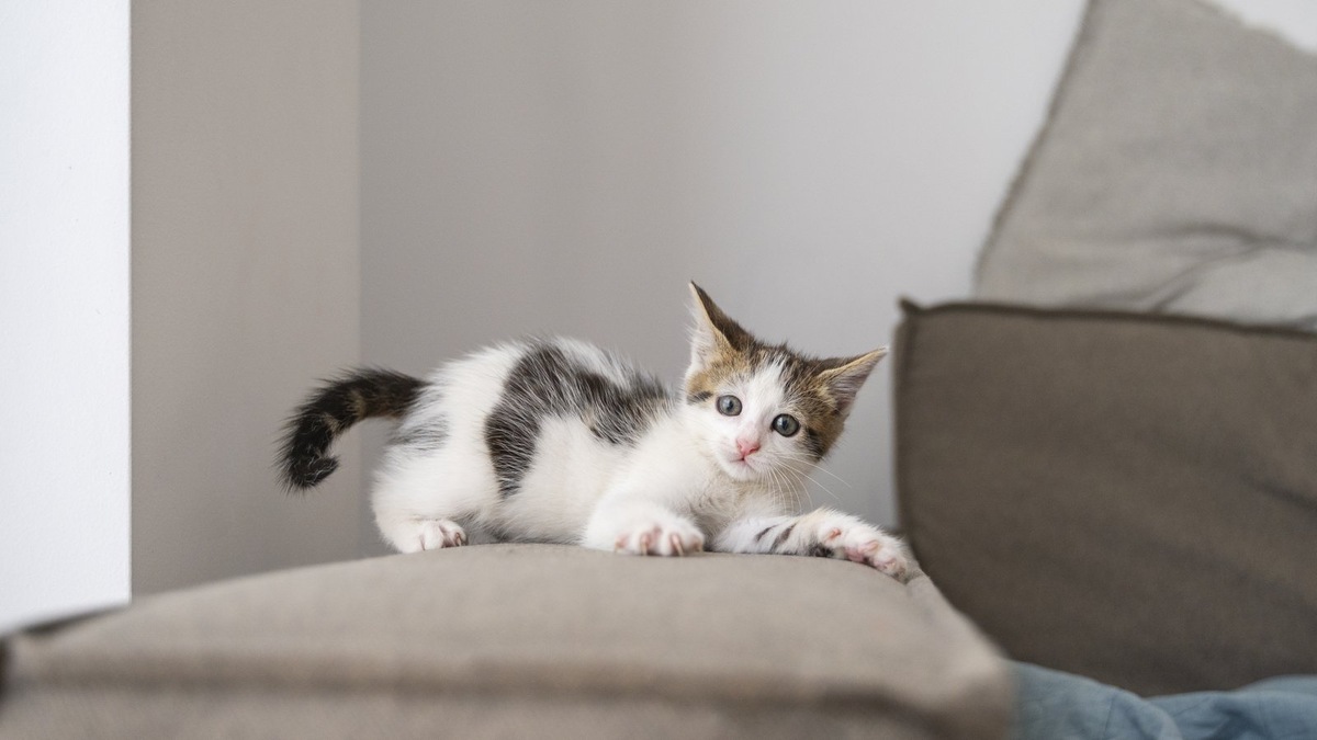    Котята до года — основные переносчики бартонеллы, часто не имеющие внешних признаков болезни