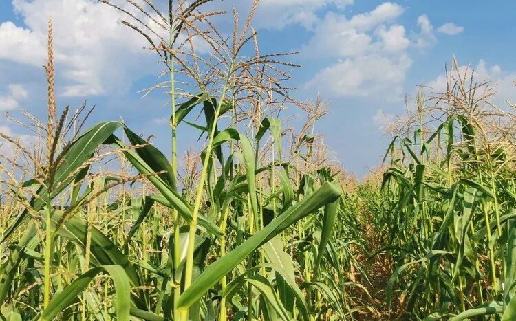    Фото: Лукьянов Дмитрий, AgroXXI.ru