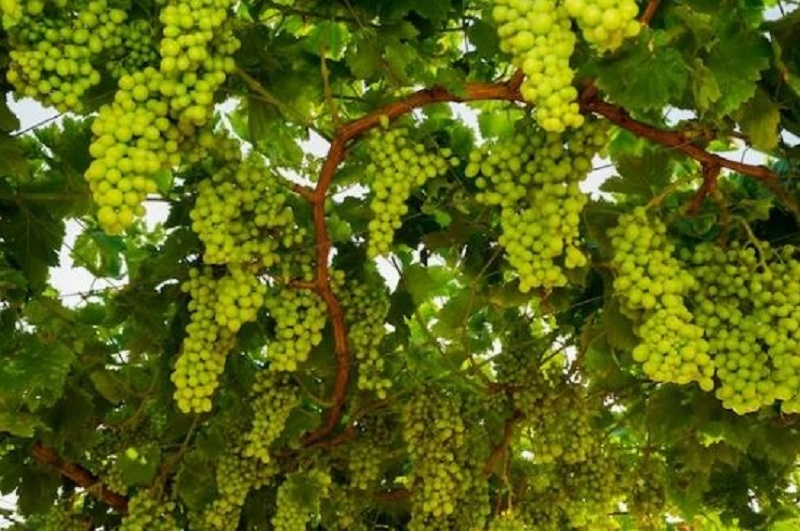 Виноград открыл почки: 5 дел апреля, которые определят урожай этого года