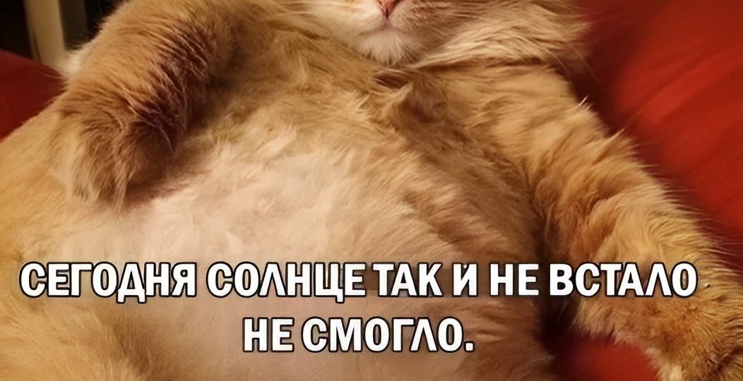 Мемы с котиками для отличного настроения: 15 улыбок в подарок от Василисы