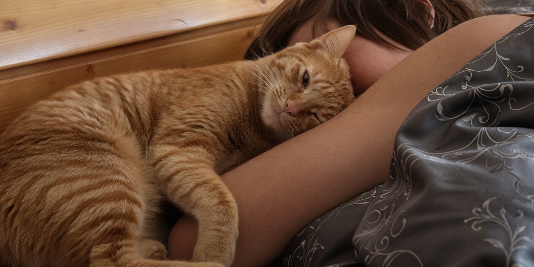 5 утренних ритуалов вашей кошки, о которых вы не догадывались