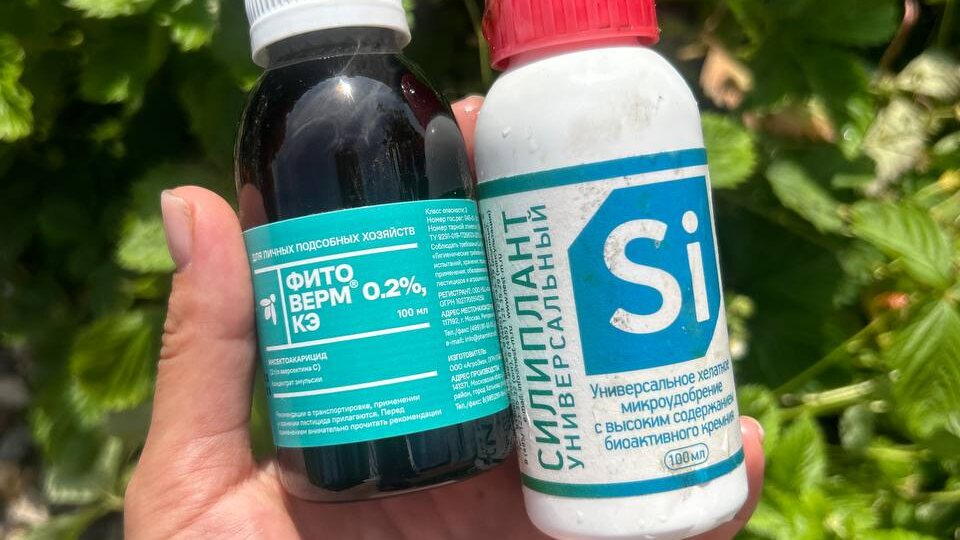 📌 Как защитить сад и огород от майских заморозков: проверенная баковая смесь