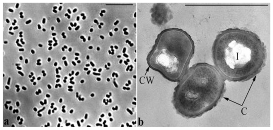 Палочки под микроскопом