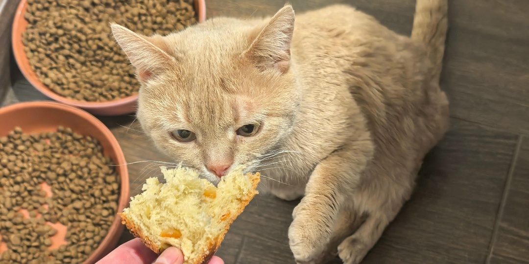 Про первый кулич, глазурь из желатина и Максимку-скандалиста