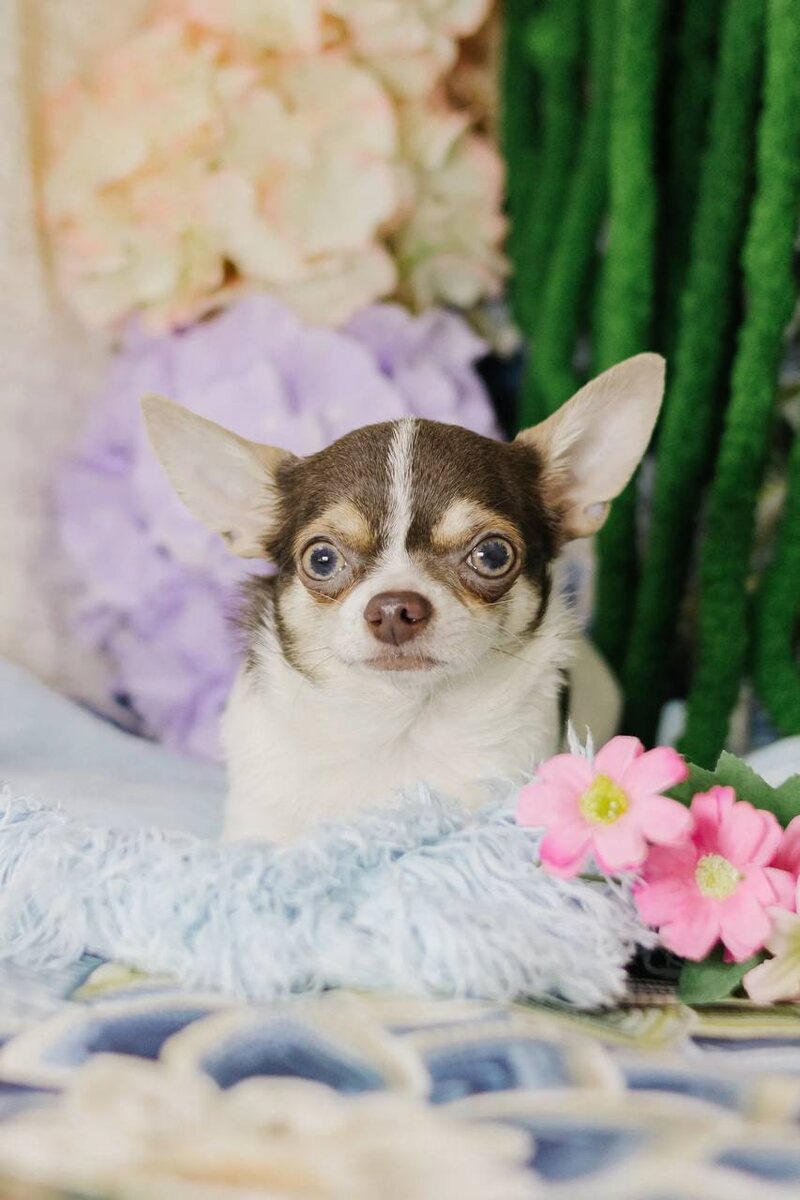 Маленькая собачка из приюта Домик Мелкашей ищет дом. Приют по адресу МО, Балашиха, Кучино, ул. Юннатов