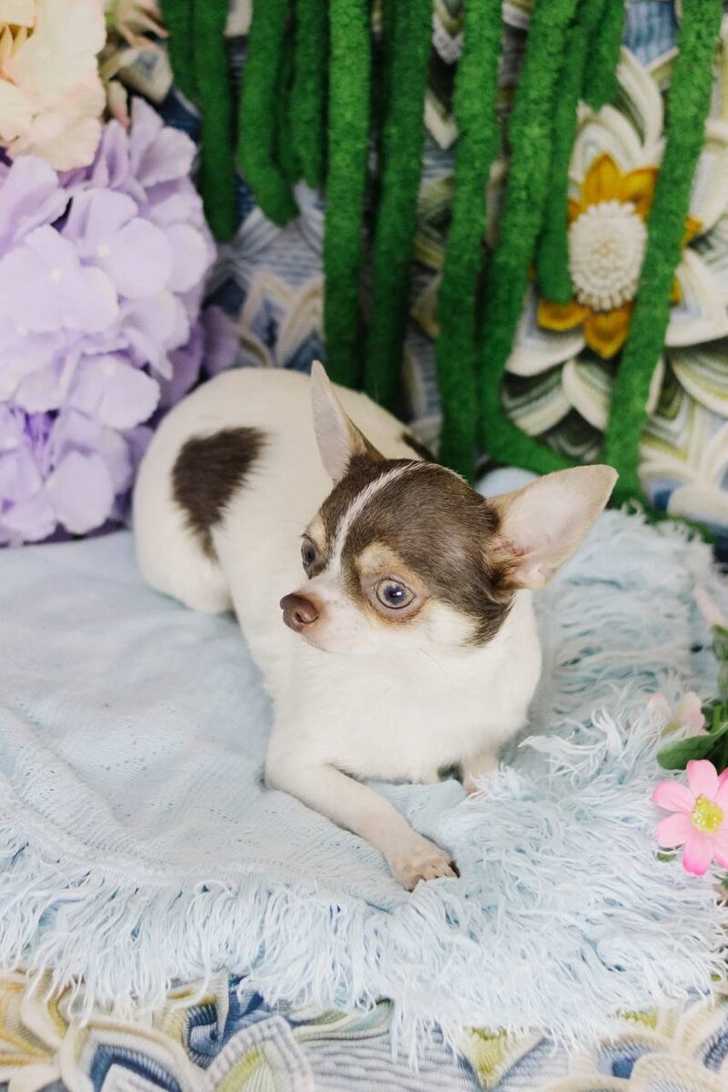 Маленькая собачка из приюта Домик Мелкашей ищет дом. Приют по адресу МО, Балашиха, Кучино, ул. Юннатов