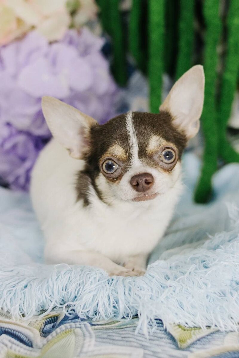 Маленькая собачка из приюта Домик Мелкашей ищет дом. Приют по адресу МО, Балашиха, Кучино, ул. Юннатов