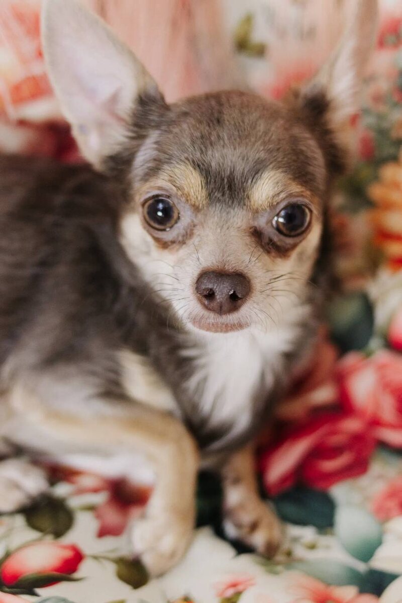 Маленькая собачка из приюта Домик Мелкашей ищет дом. Приют по адресу МО, Балашиха, Кучино, ул. Юннатов