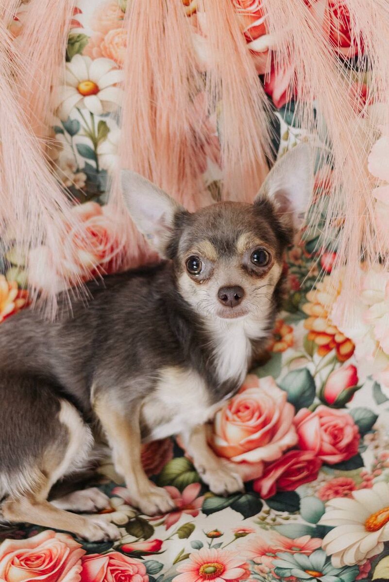 Маленькая собачка из приюта Домик Мелкашей ищет дом. Приют по адресу МО, Балашиха, Кучино, ул. Юннатов