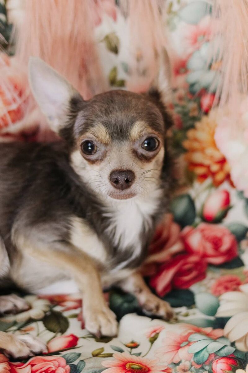 Маленькая собачка из приюта Домик Мелкашей ищет дом. Приют по адресу МО, Балашиха, Кучино, ул. Юннатов