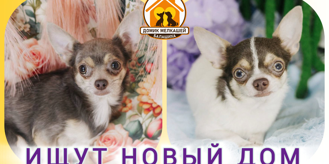 Бывшедомашние собачки. Лебеда 2 года и Лунник 1 год. Приезжайте в Домик Мелкашей Балашиха за собакой ❤️
