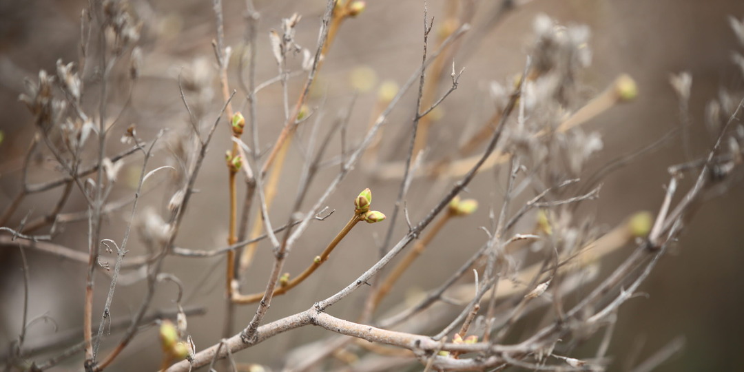 Названы даты начала вегетации в лесах Волгоградской области