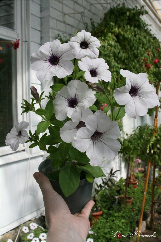 фото из моего личного архива.