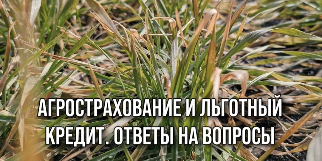 АГРОСТРАХОВАНИЕ И ЛЬГОТНЫЙ КРЕДИТ. ОТВЕТЫ НА ВОПРОСЫ