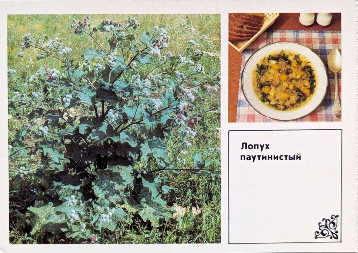 Суп из листьев лопуха