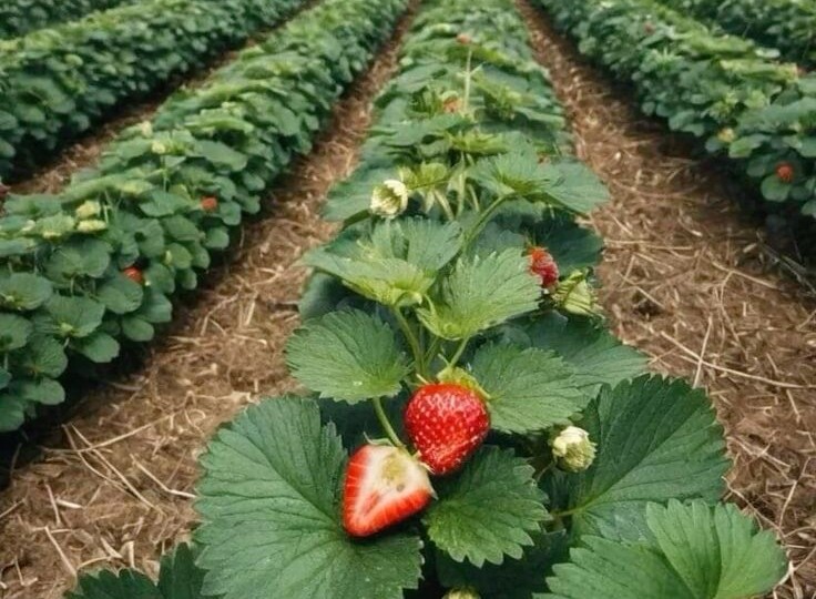 3 главных секрета для идеальной клубники