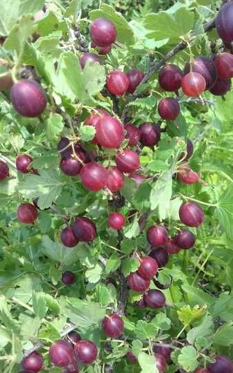 Правда про крыжовник, о которой надо знать