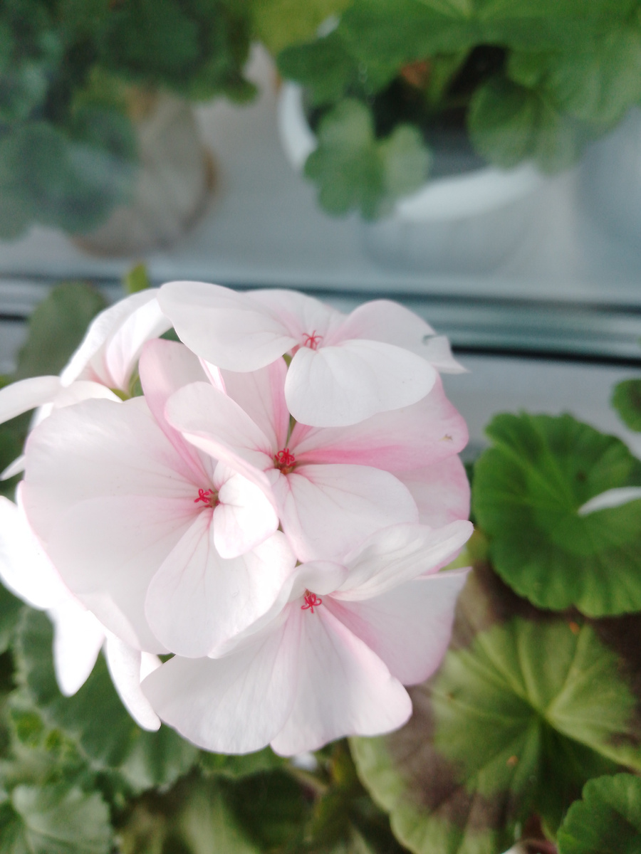 В качестве картинок для публикации буду использовать фото пеларгонии, которую я когда-то умыкнула с городского газона. Оказалось, что она меняет цвет в зависимости от яркости Солнца. Здесь я ее выставила на открытый балкон и она начала своё хамелеонство))) 