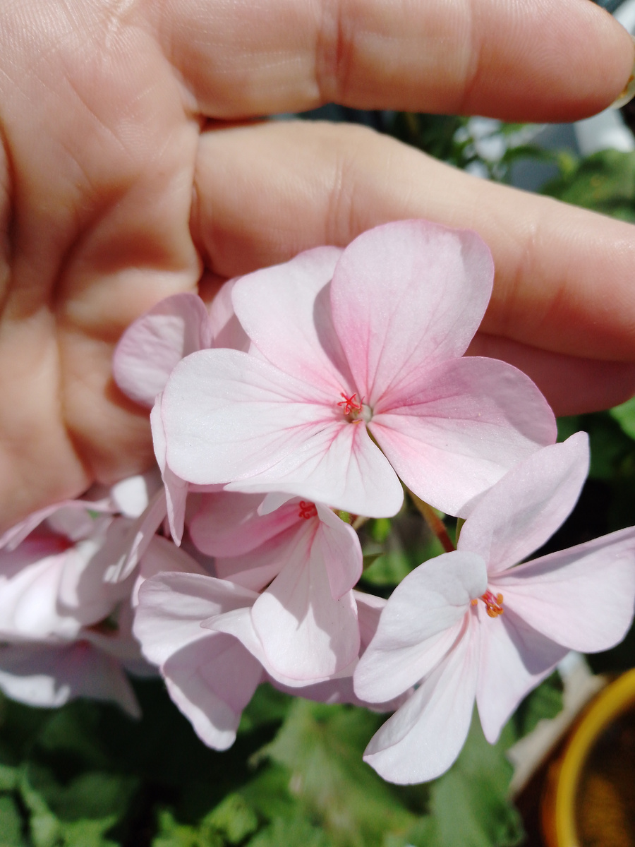 Первый день не явно менялся цвет, но видно, что от пестиков пошел зефирно-розовый цвет. Ей нужно не только яркое солнце, но и жаркое. А у нас с леса пока тянет влажным холодом. 