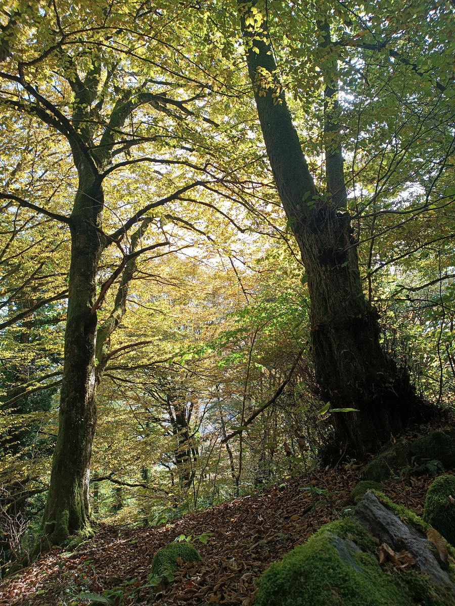 Лес по пути на Кругозор