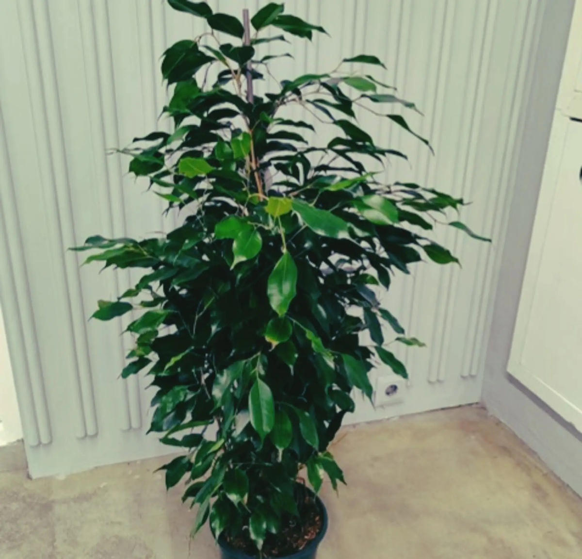 Мой красавчик