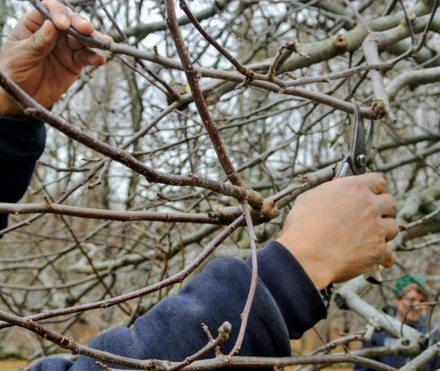 Почему яблоня не плодоносит: 7 главных причин и как избежать ошибок