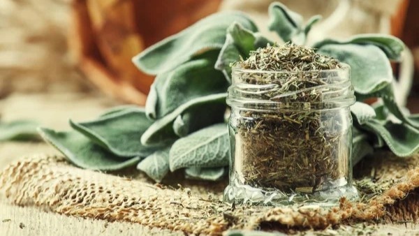 Шалфей – «священная трава»: панацея или скрытая угроза?