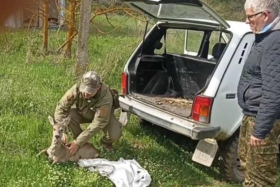    Сотрудники заповедника выпустили косулю на волю. Фото: кадр видео Карадагский заповедник/Vk
