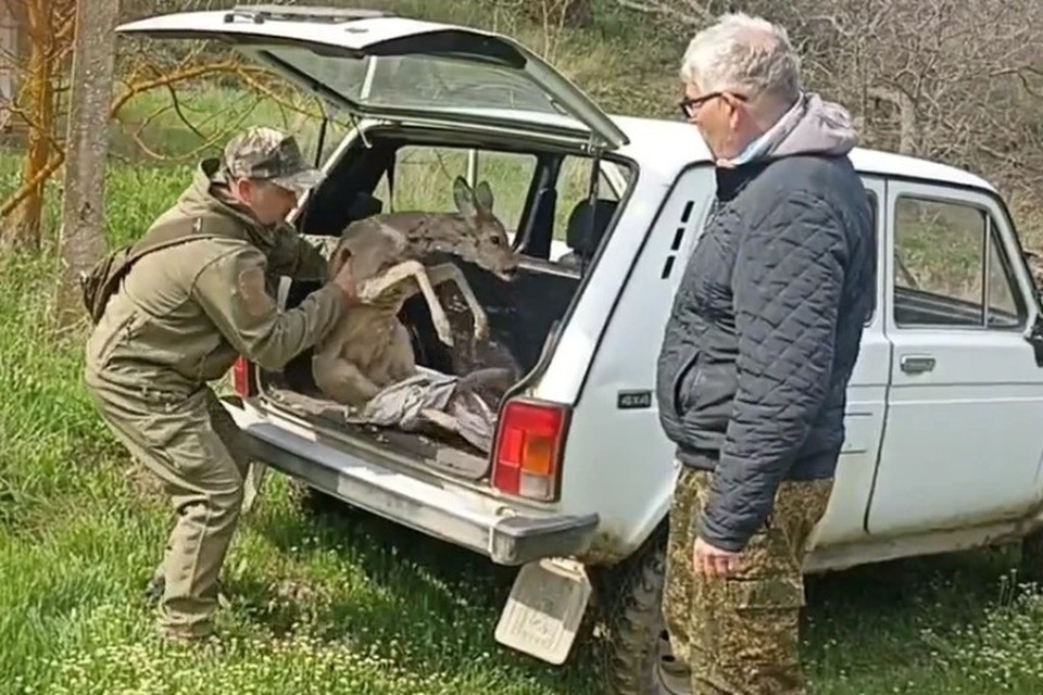    Животное везли в багажнике авто. Фото: кадр видео Карадагский заповедник/Vk