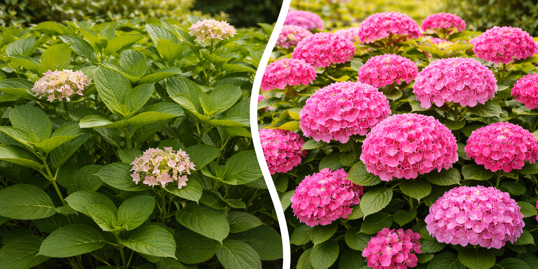 Обрезали гортензию и остались без цветов: главная ошибка садоводов