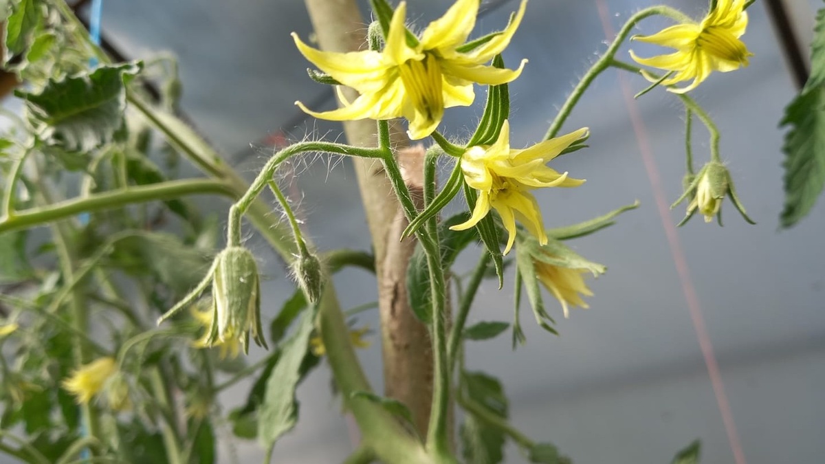 Мощный куст к середине лета — результат горизонтальной посадки в длинном сезоне