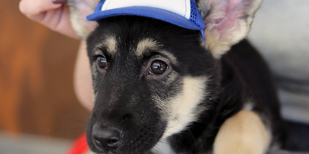 Привет, меня зовут Дэн! Мне всего 2 месяца!