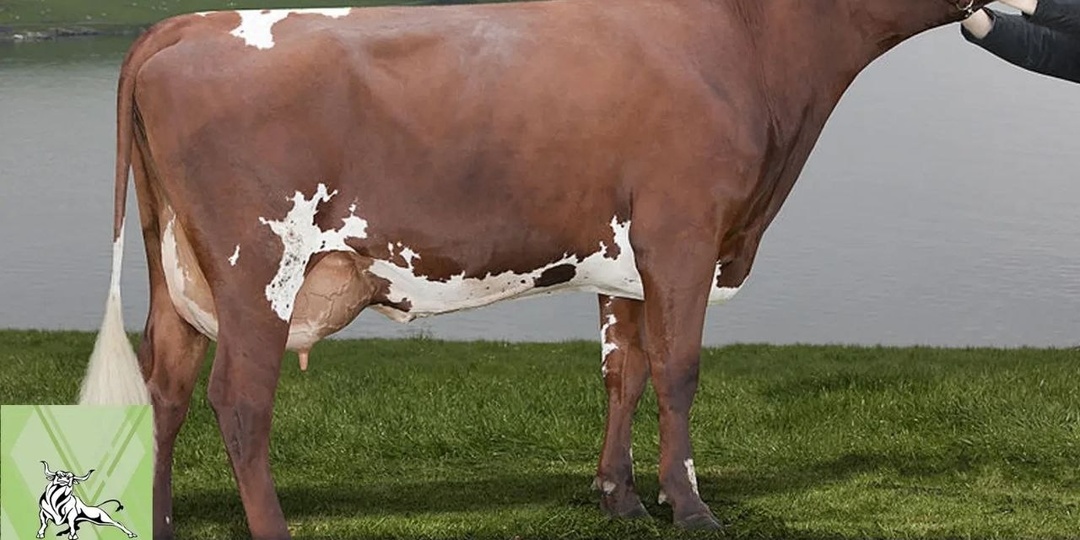 Норвежский красный порода коров