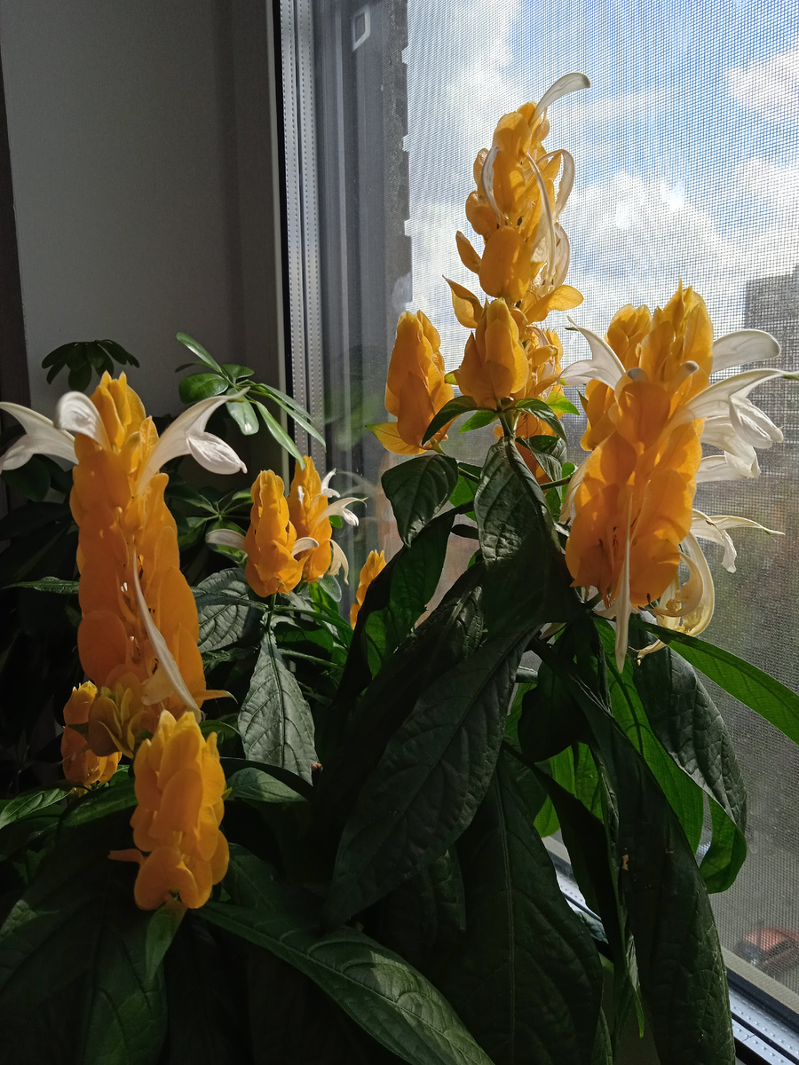 Пахистахис. 