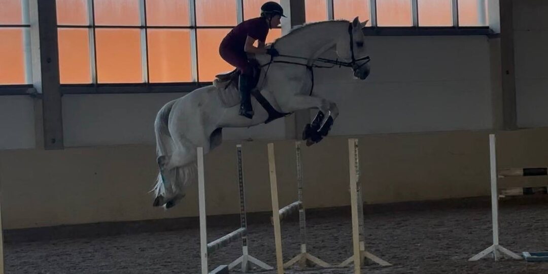 Полукровный мерин