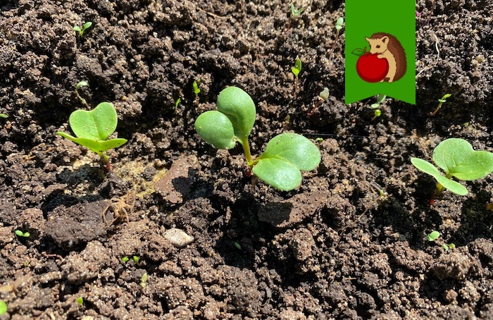 Редиска взошла: 3 обязательные процедуры для крупных и крепких корнеплодов, а не пышной ботвы