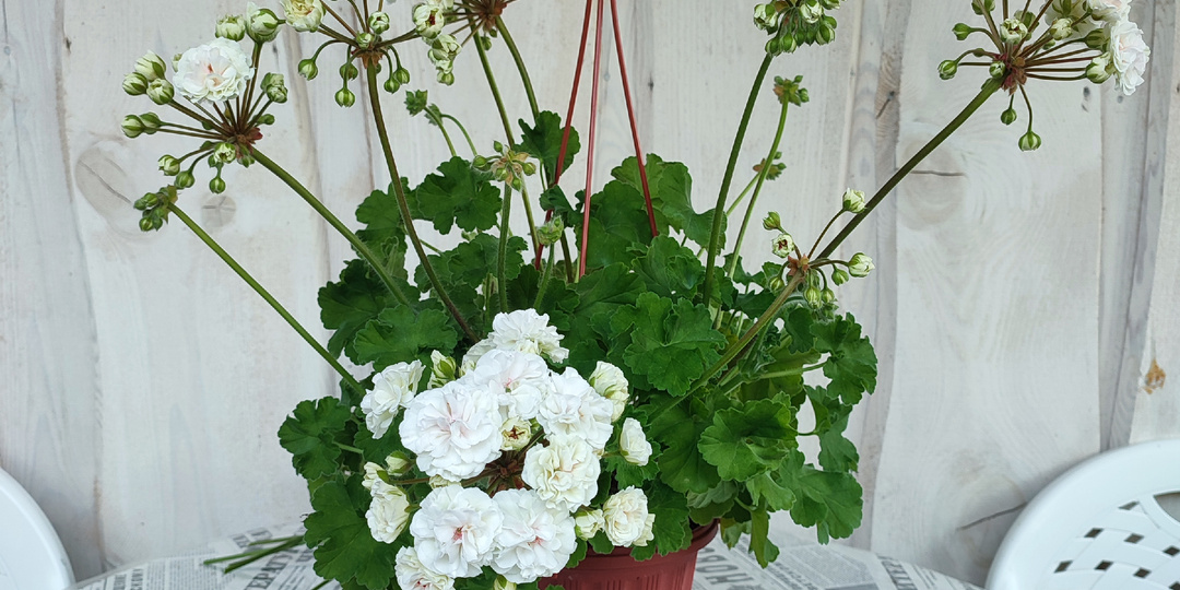 Моя коллекция пеларгоний. ИВ Галина Уланова.