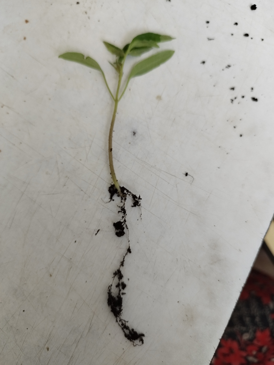 Чечне в фазе 2х настоящих листьев. 