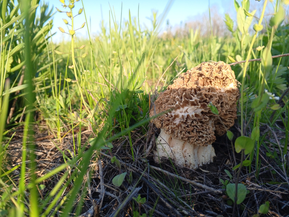 Степной сморчок. Фото авторов