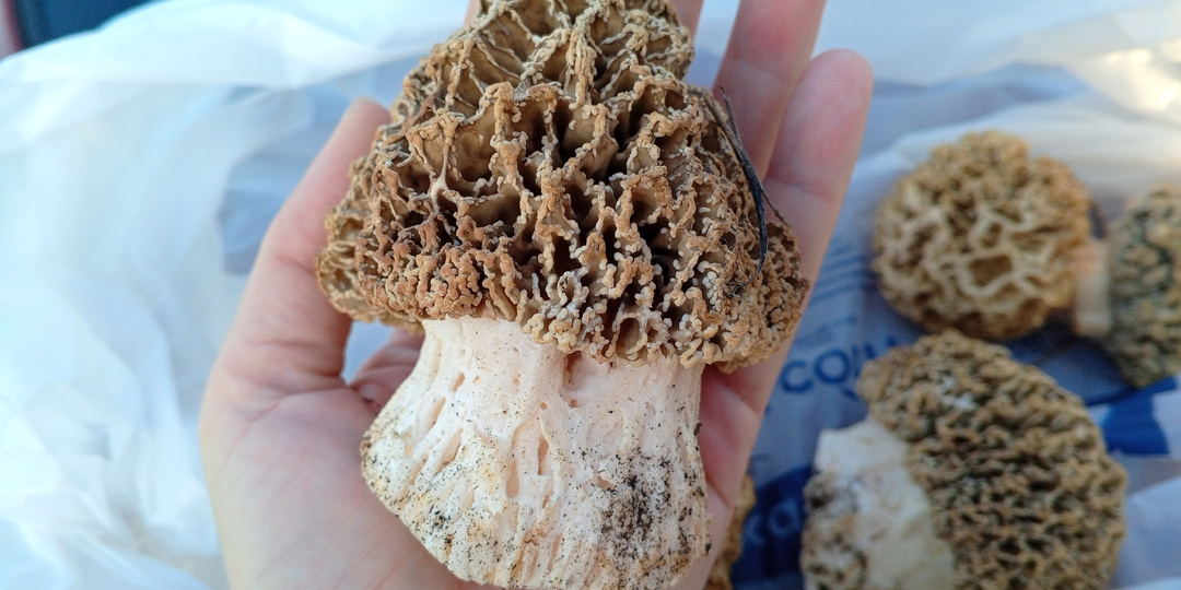 Конец сезона степного сморчка откладывается