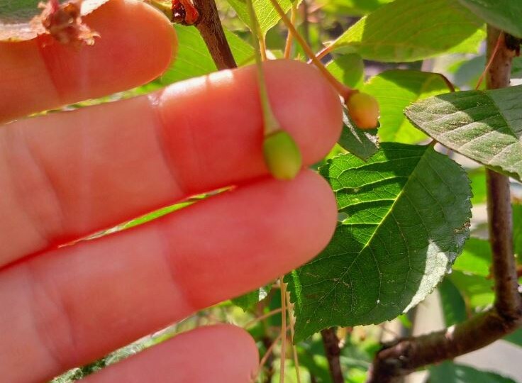 Почему вишня сбрасывает завязь: 6 реальных причин (и как устранить)