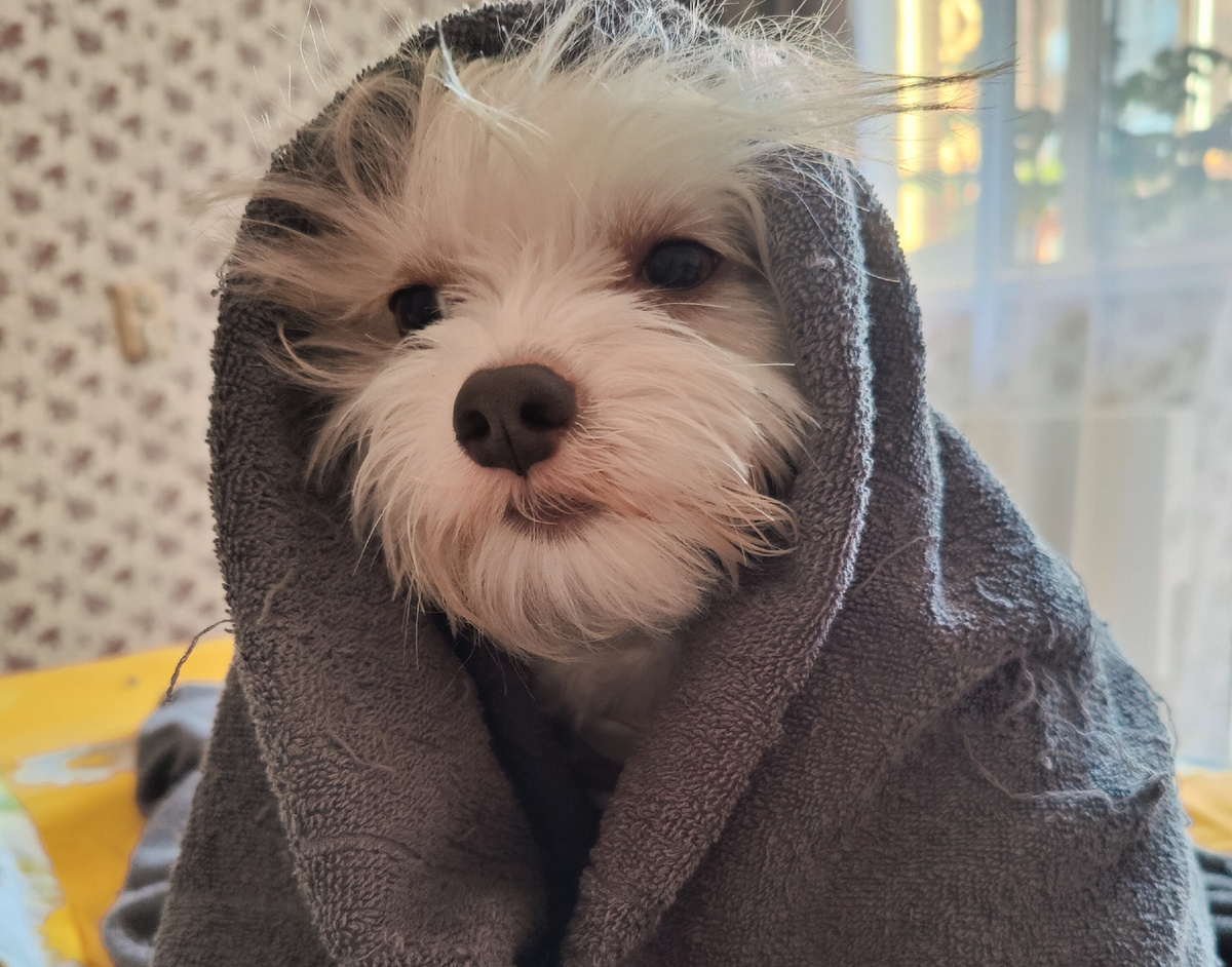 Бивер Берри Блю Йорк терьер Джульетта 