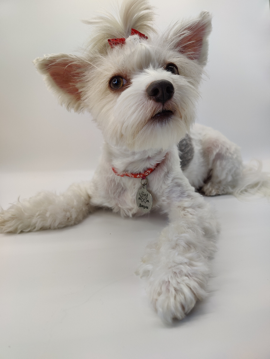 Бивер Берри Блю Йорк терьер Джульетта 