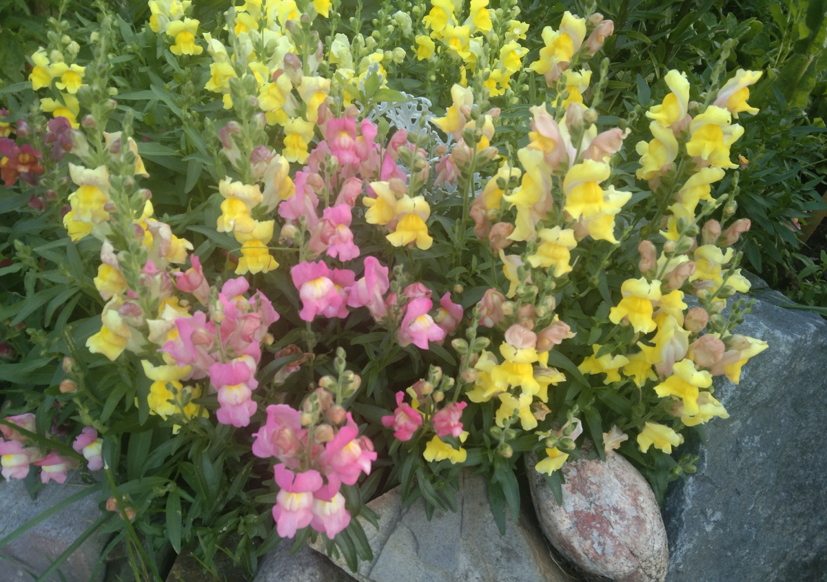 Львиный зев в моём саду