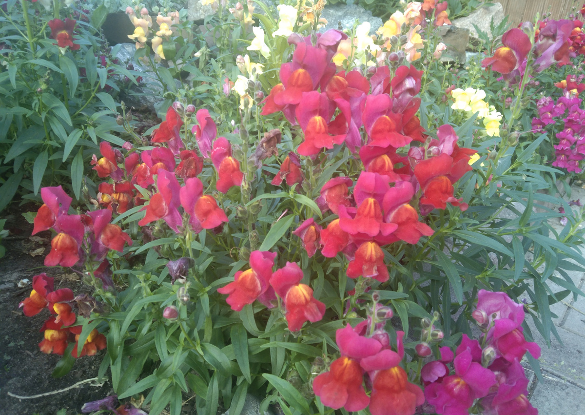 Низкорослый львиный зев