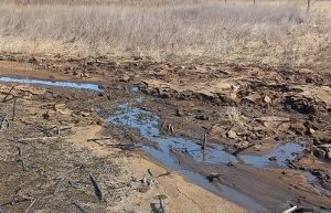     © фото - Управление Россельхознадзора по Орловской и Курской областям