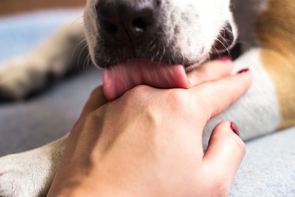    Многие ошибочно думают, что аллергию на кошек и собак вызывает шерсть. На самом деле - белки в слюне, моче, кожном секрете и перхоти. / Фото: iStock