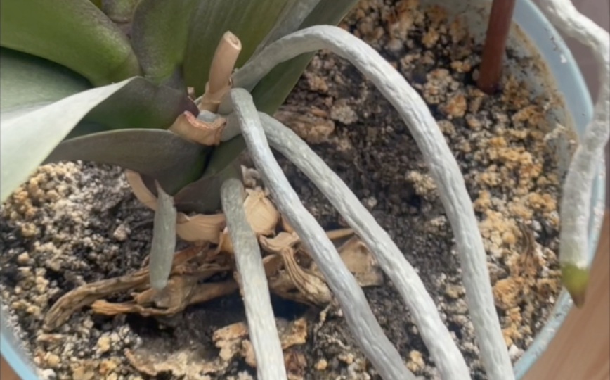 Осторожно! Не повторять! Опасно для жизни орхидеи! Фаленопсисы в земле...